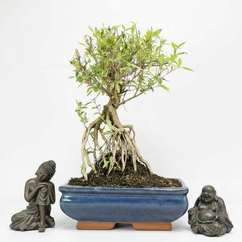 Snow rose bonsai - snow, (serissa)