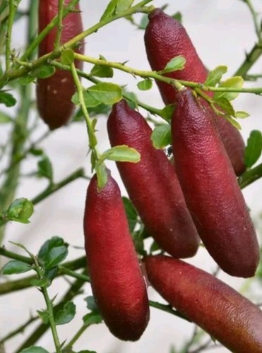 Tree variertys red yellow - 3,