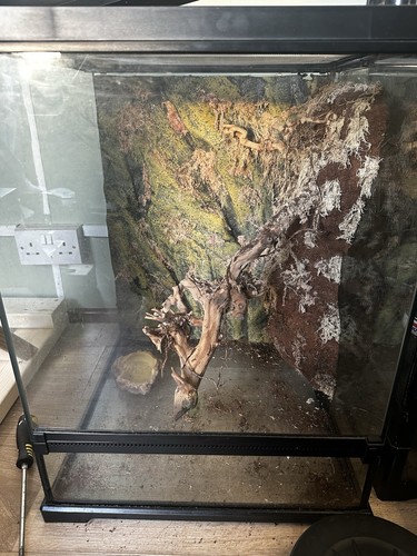 Exo terra tree frog - terra, vivarium