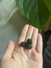 marimo moss balls x3 aquatic