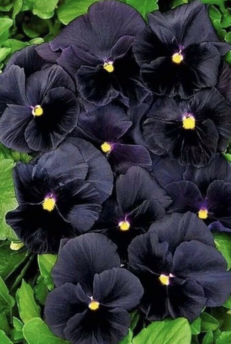 Black viola pansy - x,
