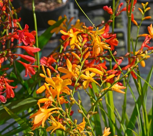 Crocosmia mix summer - mix,