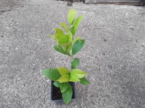 Live citrus lemon - 1,