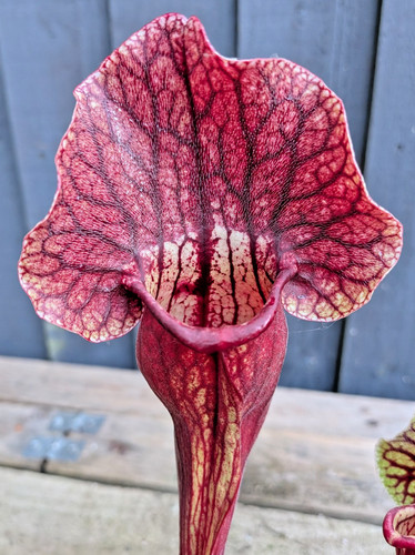 Sarracenia x - [((purp, leuco)