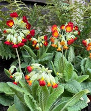 Primula veris Sunset Shades - 5 x Young Plants