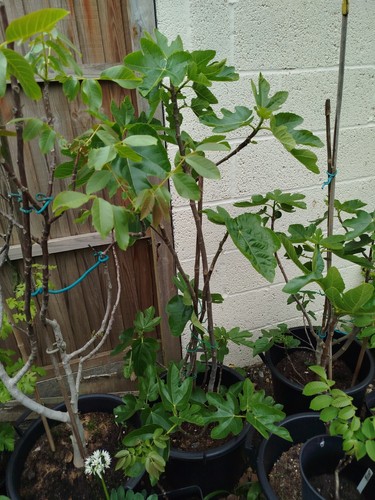 Fig tree large brown turkey - fig,