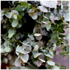 Eucalyptus Gunnii / Cider Gum Tree in 2L Pot, Attractive Bark, Aromatic Foliage