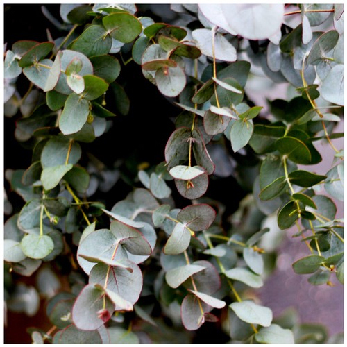 Eucalyptus gunnii cider gum - eucalyptus,