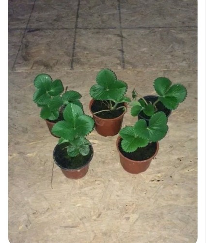 Strawberry honeoye plants - 5,