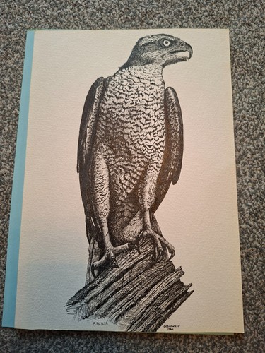 Original pen ink - ink, goshawk