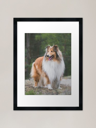 Adorable rough collie
