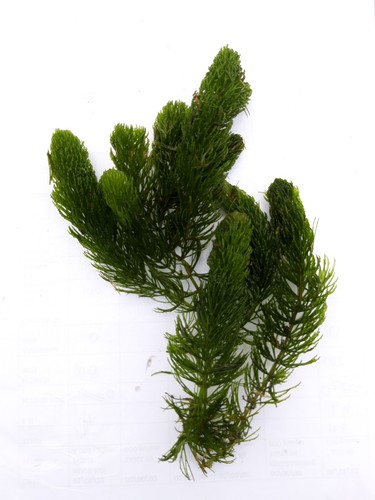 Hornwort ceratophyllum - hornwort,