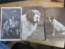 6 x St Bernard Dog Related