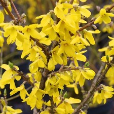 Forsythia Lynwood Plants 2 x 9cm Pots - Hardy Easy Grow Spring Flowering Shrub