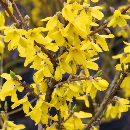 Forsythia lynwood plants - forsythia,