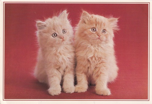 Kittens two fluffy ginger - fluffy,