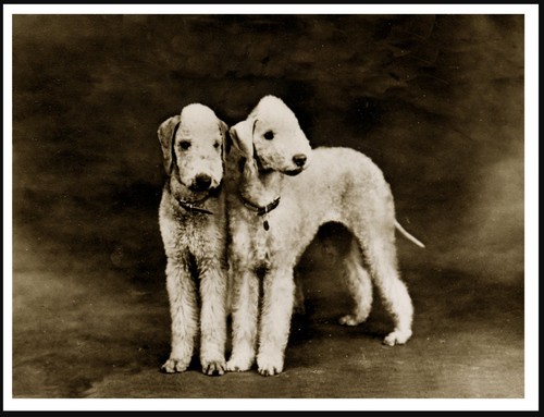 Bedlington terrier dogs - bedlington,