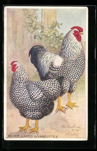 Artist postcard chicken breed - artist,