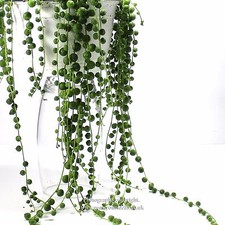 Senecio Rowleyanus String of
