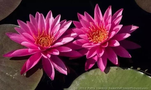 Nymphaea pink sensation - nymphaea, sensation"