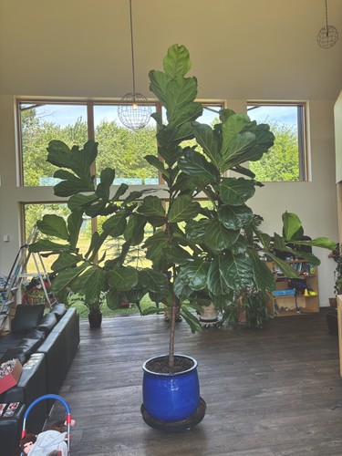 Fiddle leaf fig tree approx - leaf,