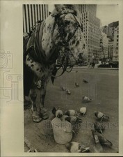 1976 Press Photo "Spotty" the