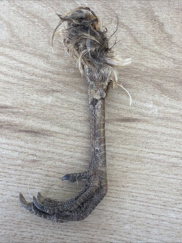 Lucky dried pheasant foot - pheasant,