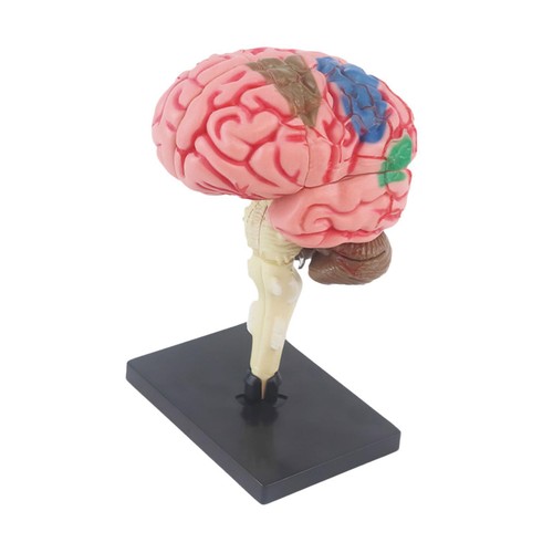 Human brain model - human,