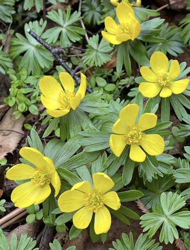 Eranthis hyemalis x20 seeds - eranthis,