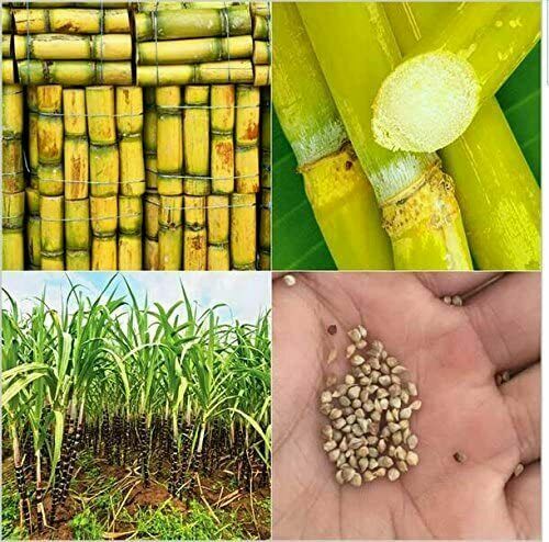 10x american giant sugar - giant,