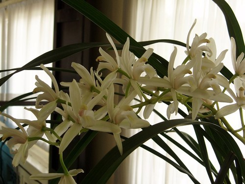 Cymbidium pumilum var - ., album