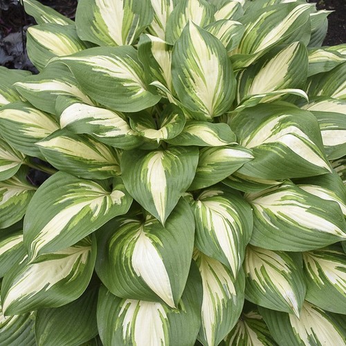 Hosta miss america x - america, –