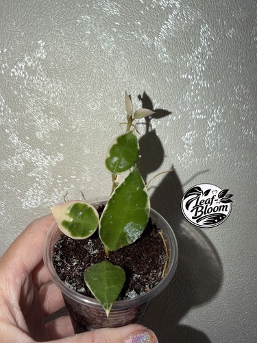 Hoya lacunosa asami - asami, 2