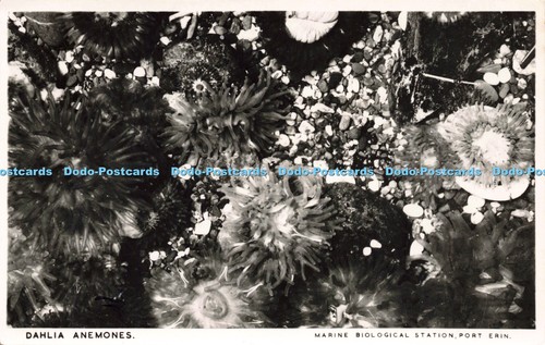 R211185 dahlia anemones marine - r211185,