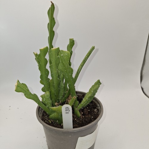 Epiphyllum anguliger fishbone - epiphyllum,