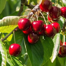 Dwarf Patio Cherry Tree