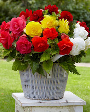 8 x Begonia Fimbriata Mix