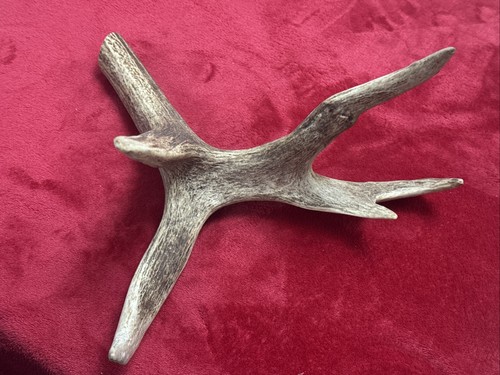 One piece deer antler - piece,