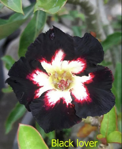 Black lover desert rose - black,