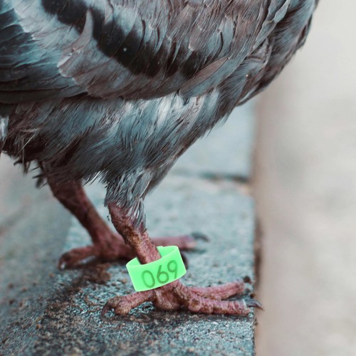 100 pcs pigeon supplies - pcs,