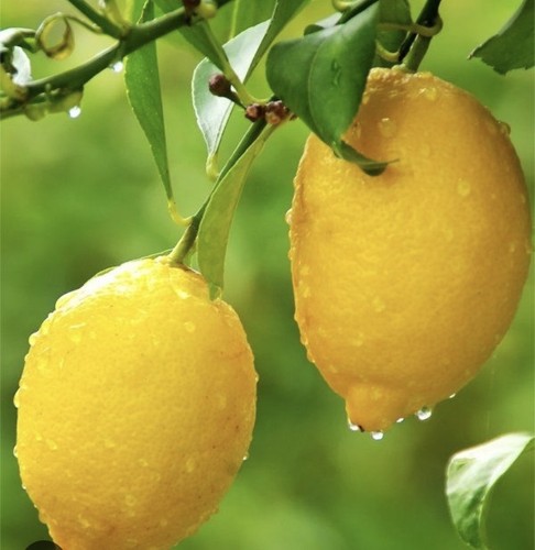 Baby lemon plant - baby,