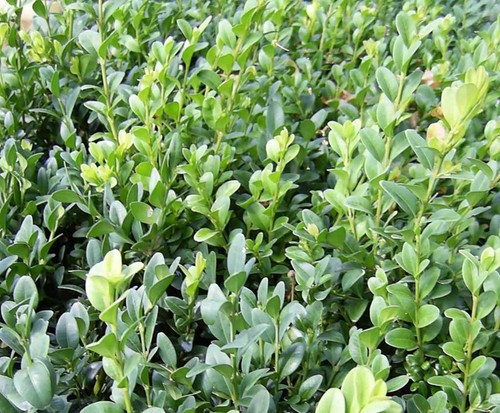 Buxus sempervirens evergreen - buxus,