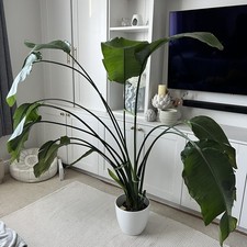 Bird of Paradise - Indoor