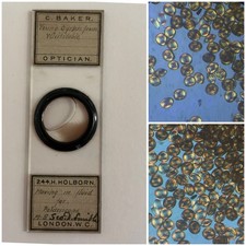 Antique Fluid Filled Microscope Slide. Young Oysters In Motion. By Baker.