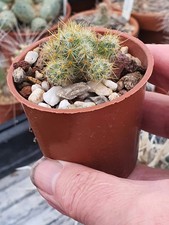 Mammillaria prolifera (Texas Nipple Cactus)