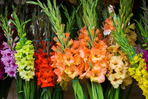 Mixed gladioli large - x,