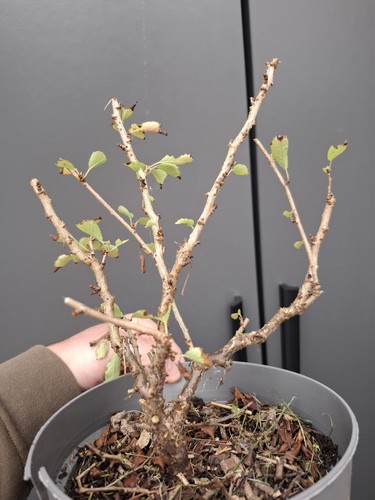 Prunus kojo mai - mai, tree