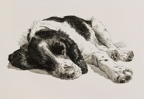 Sleeping springer spaniel - sleeping,