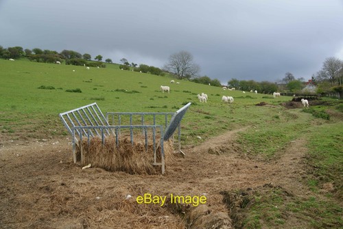Sheep feeder above