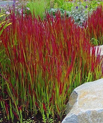 Imperata cylindrica red baron - cylindrica,